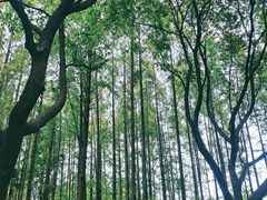 -黄兴公园