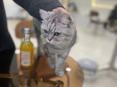 -共舞时光猫咖·狗咖(新街口店)