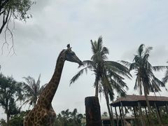 -海南热带野生动植物园