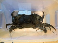 -石头咕(葵蓬店)