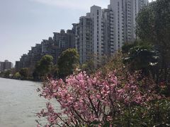 -新湖明珠城