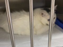 -中农国际动物医院24小时·猫科·骨科·急重症中心