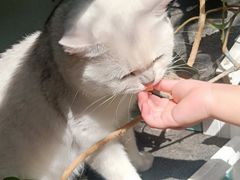 -喵屿·大理花园猫咖