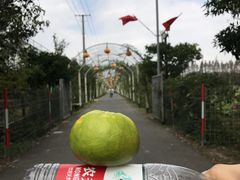 -上海长兴岛郊野公园