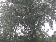 -钓鱼台国宾馆
