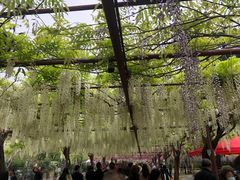 -嘉定紫藤园