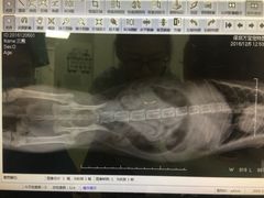 -创凡宠物医院·骨专科  猫科中心(西乡分院)
