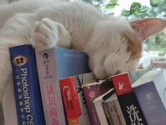 -平行世界·猫咖(首经贸店)
