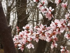 -桃花堤公园
