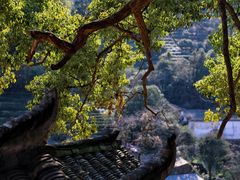 -杨家堂村