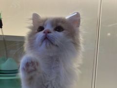 -小猫来了·猫舍(红山六九七九店)