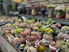 -金陵花卉交易市场