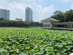 -荔湾湖公园