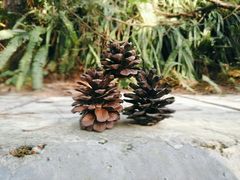 -铁山坪森林公园