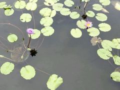 android_upload_pic-鸿山公园