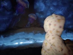 -海合安武汉极地海洋公园
