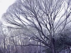 -朝阳公园