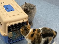 -佑安动物医院·全科·内窥镜中心(幸福巷店)