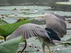 -后襄河公园