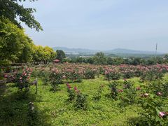 -密云玫瑰情园