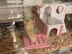 -钓仓鼠(洋桥北里小区店)