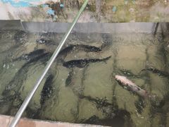 -姥家大锅台水库渔家
