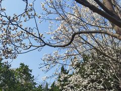 -嘉定紫藤园