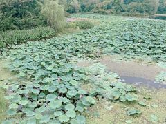 -桃花岛景观公园