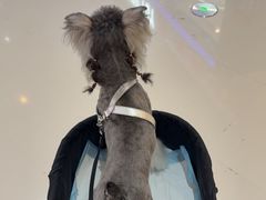 -FAELING PETS美天灵宠物(合生汇店)