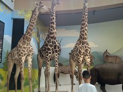 -陕西自然博物馆