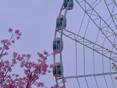 -顾村公园