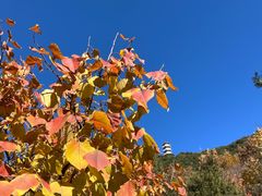 -北京十三陵国家森林公园蟒山景区