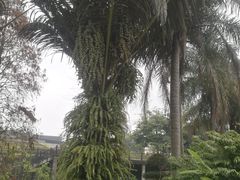-广西壮族自治区药用植物园