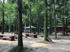 -东平国家森林公园