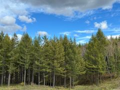 -塞罕坝国家级自然保护区