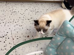 -瑞派康怡24h宠物医院·犬猫医疗中心·微创绝育(瑞景分院)
