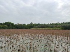 -大湾区中央湿地公园