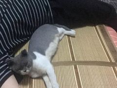 -瑞派宠物医院·内科·软组织·绝育中心(沈阳八纬路分院)