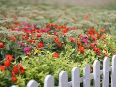 -哈尔滨文化公园