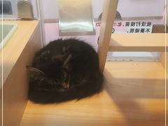 -爪爪喵星球·猫舍(前海卓越店)