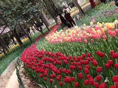 -洛阳郁金香牡丹园