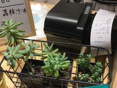-白日梦奶茶