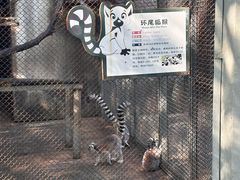 -合肥野生动物园