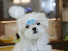 -翊宠yipet猫狗购宠庄园