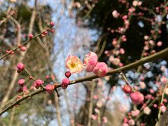 -成都杜甫草堂博物馆