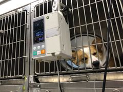 -喜多萌中农锦绣动物医院24H·猫科·牙科MRI·CT