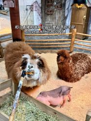 -Zoolung Zoolung动物主题公园(海信广场店)