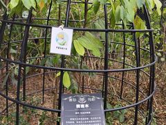 -正佳雨林生态植物园
