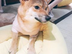 -逗柴咖啡屋·狗咖猫咖宠物桌游