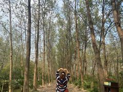 -合肥滨湖国家森林公园